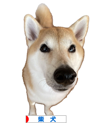 にほんブログ村 犬ブログ 柴犬へ