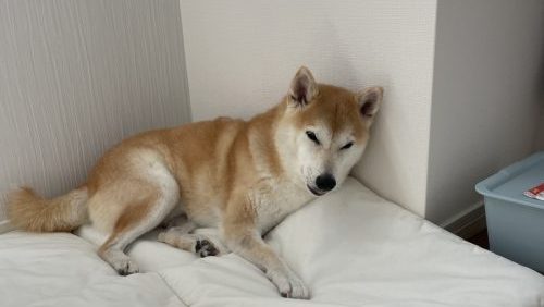 寝ようとしている柴犬