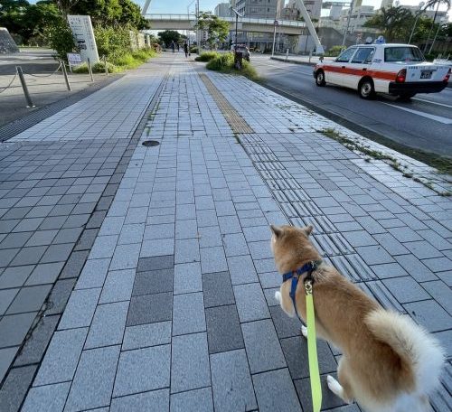 歩く柴犬