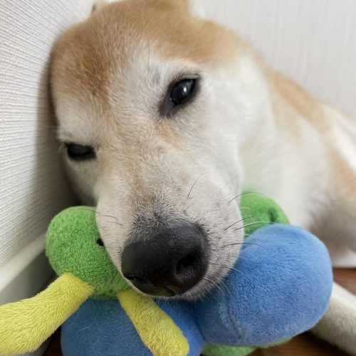おもちゃに顔を乗せる柴犬