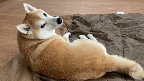 振り向く柴犬