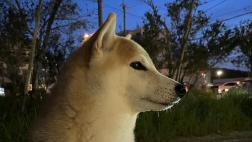 夜空と柴犬