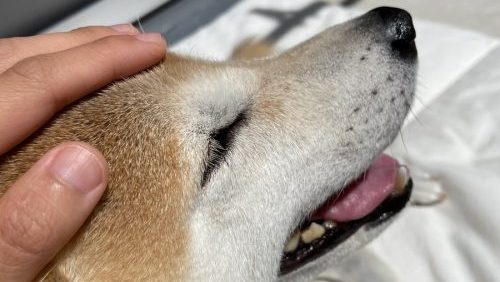 撫でられる柴犬