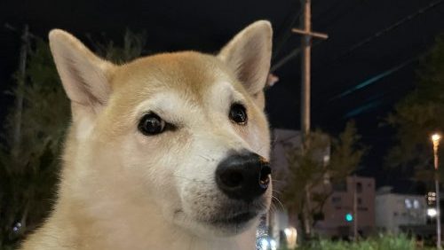 夜空と柴犬