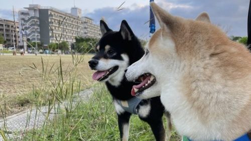 遠くを見つめる柴犬達