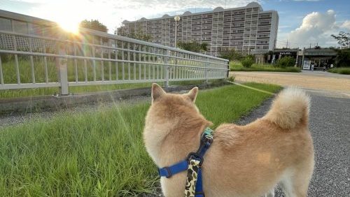 太陽と柴犬