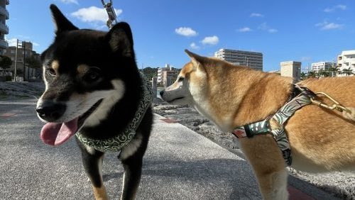戯れる柴犬達