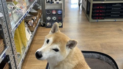 カートに乗る柴犬