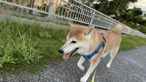 歩く柴犬