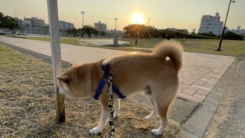 朝日と柴犬