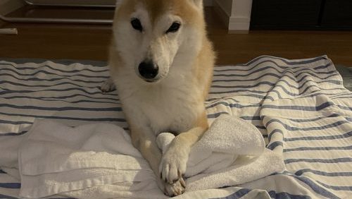 手をクロスする柴犬