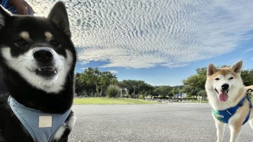 柴犬と鱗雲