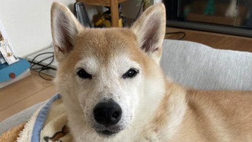 こちらをみている柴犬