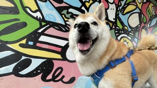 アートと柴犬