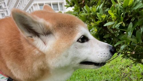 草の匂いを嗅ぐ犬