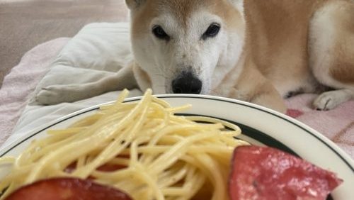 柴犬とパスタ