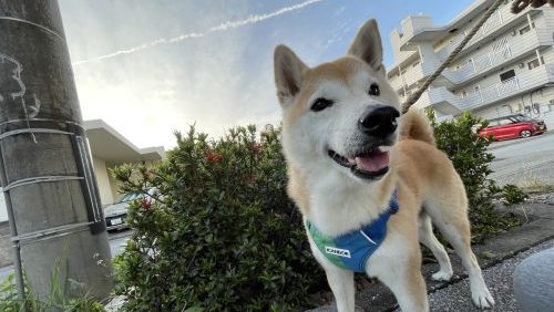 笑う柴犬
