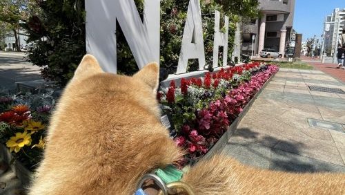 公園と柴犬