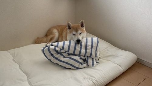 眠る犬