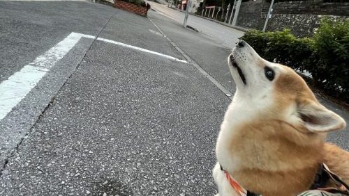 すごい形相の柴犬