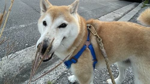 笑う柴犬