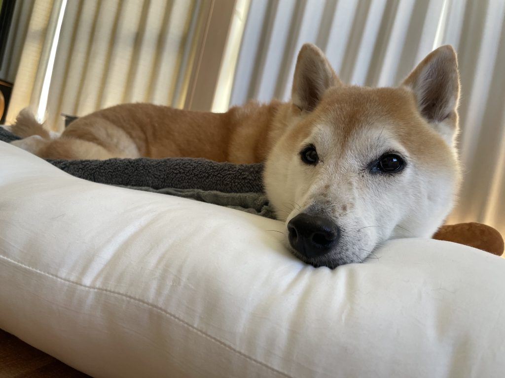 上目遣いの柴犬