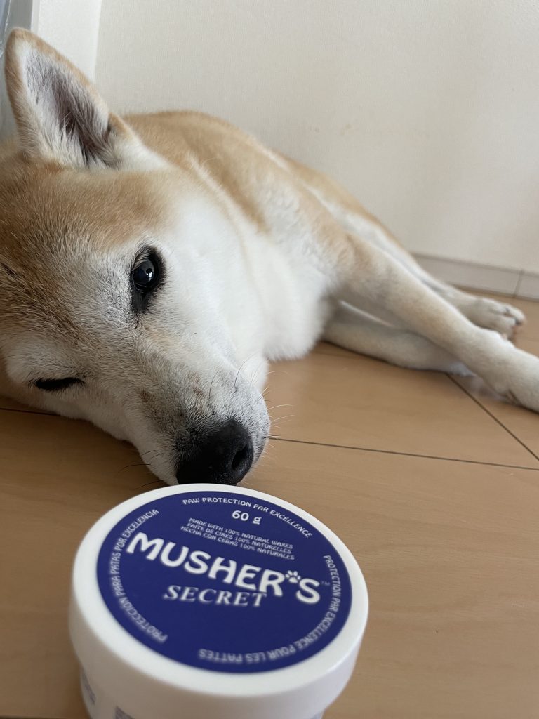 柴犬とマッシャーズシークレット