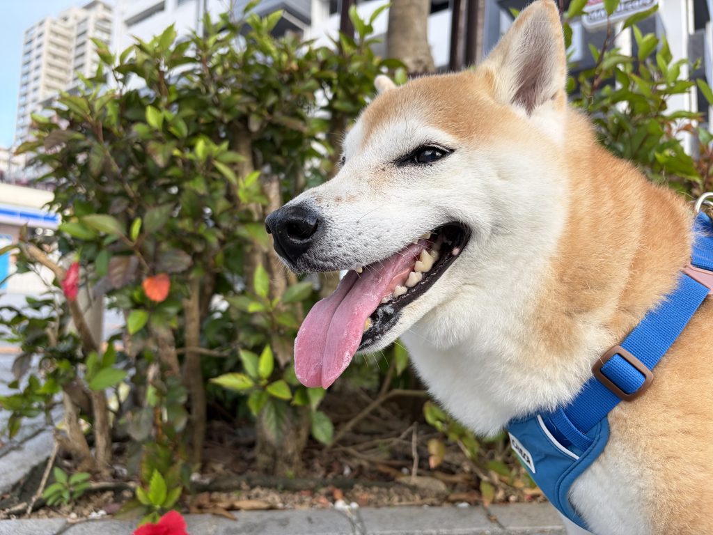 散歩中、笑う犬
