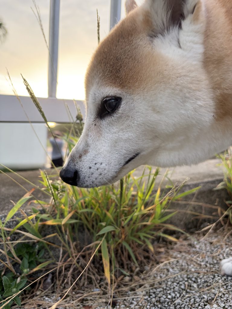 草の匂いを嗅ぐ犬