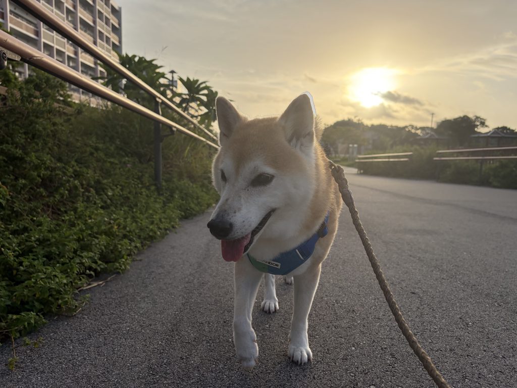 朝日をバックに歩く柴犬