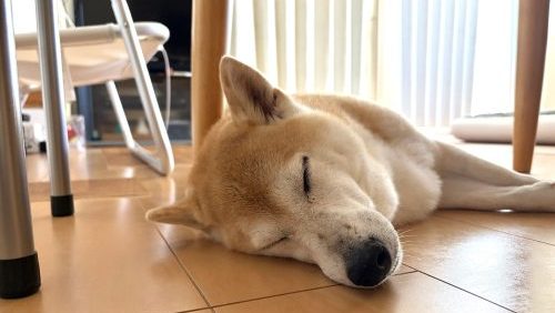 眠っている柴犬