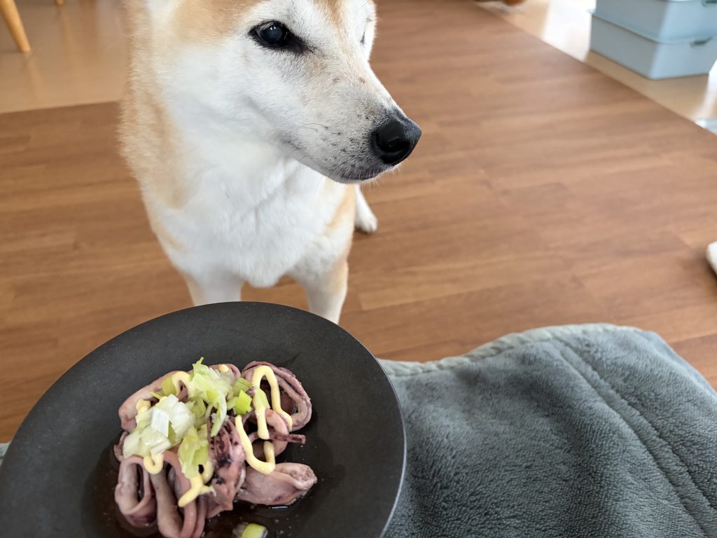 イカの炒め物と柴犬