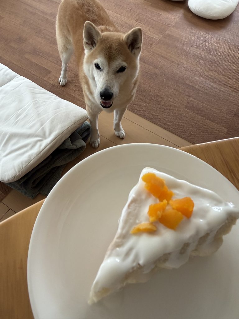 ケーキを見つめる柴犬