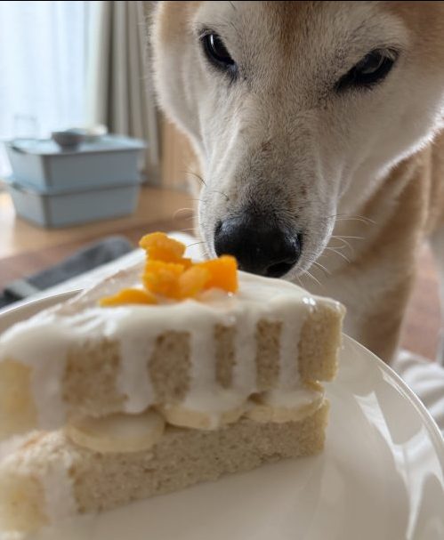 ケーキと柴犬