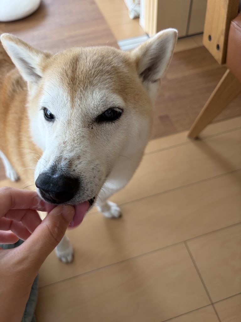 指を舐める柴犬