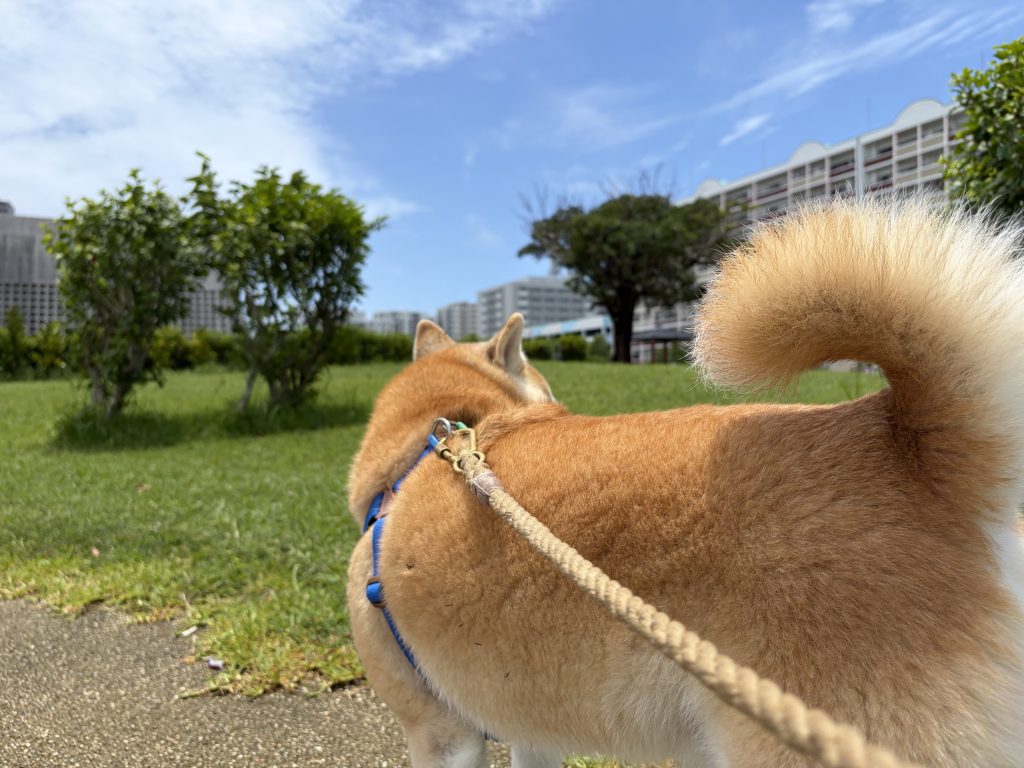 青空と柴犬