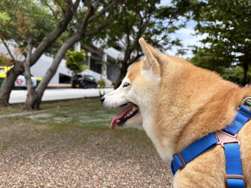 笑い柴犬
