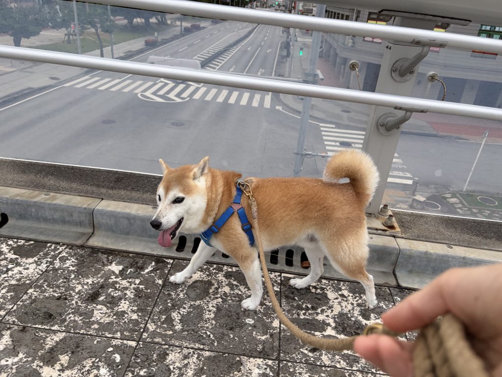 散歩する柴犬