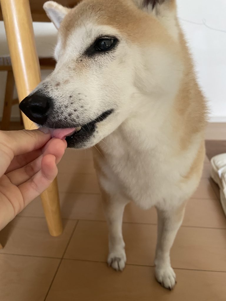 食べ物を食べる柴犬