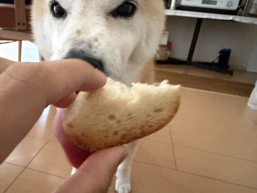 食パンと柴犬