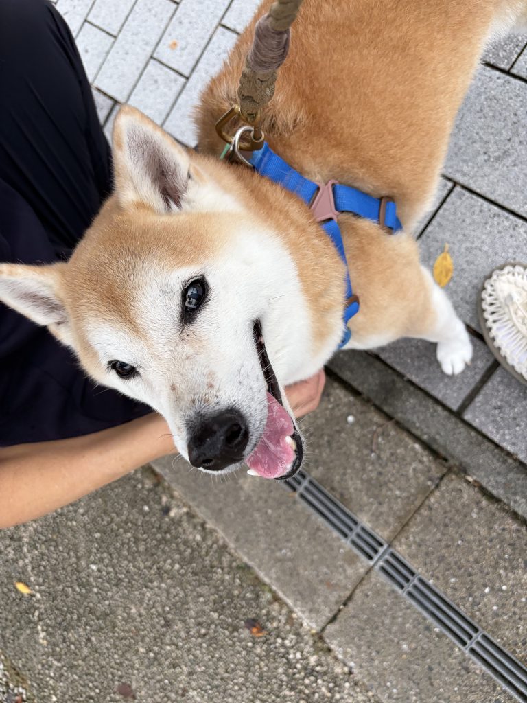 見上げる犬