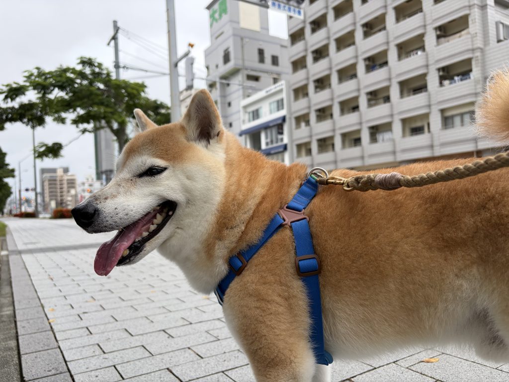 散歩する犬