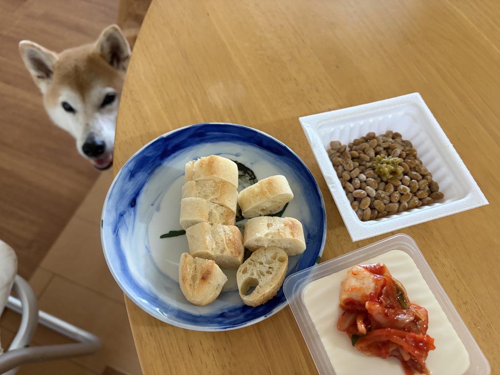 朝ごはんと柴犬