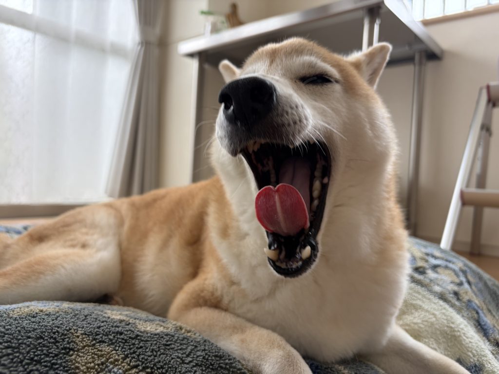 あくびをする犬