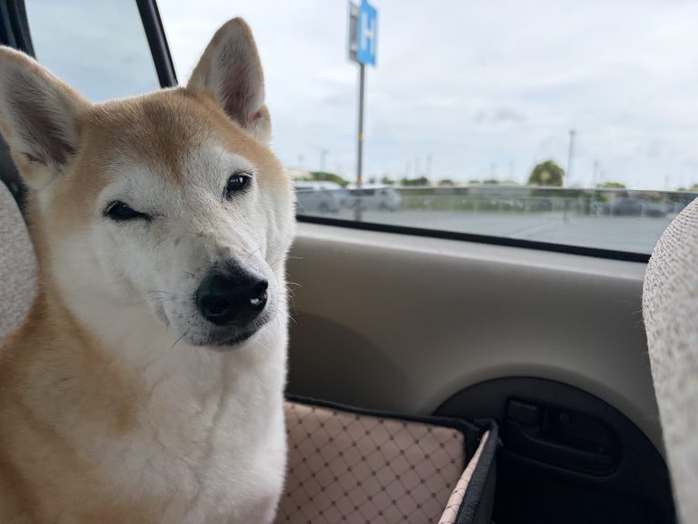 見つめる犬