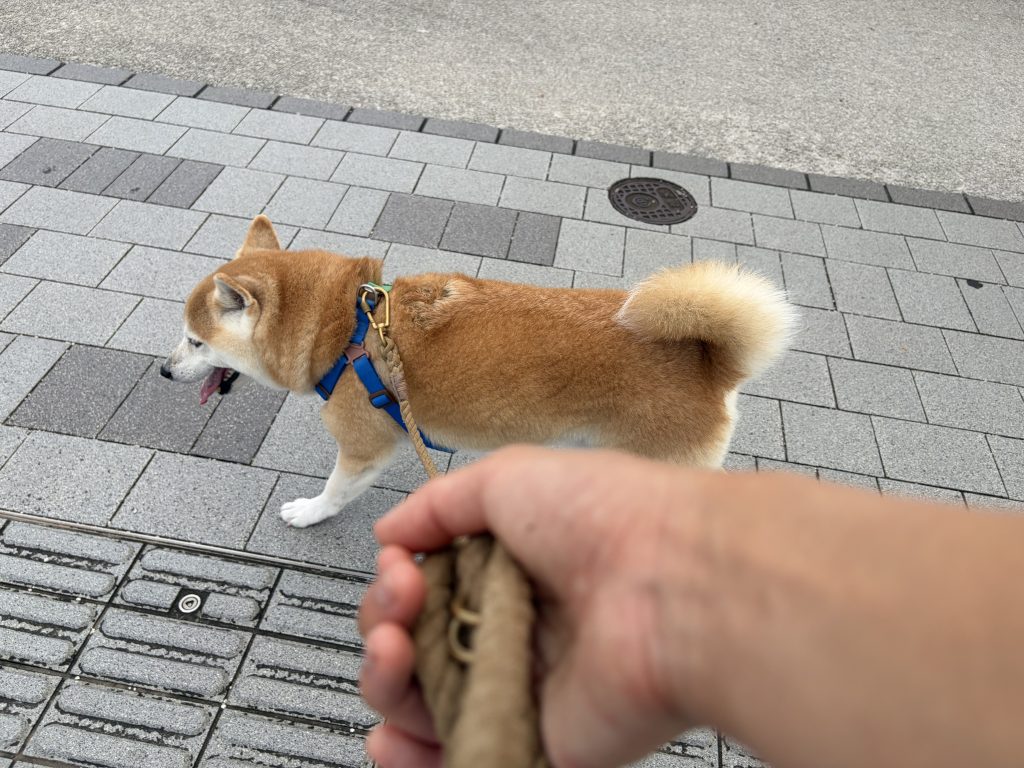 歩く柴犬
