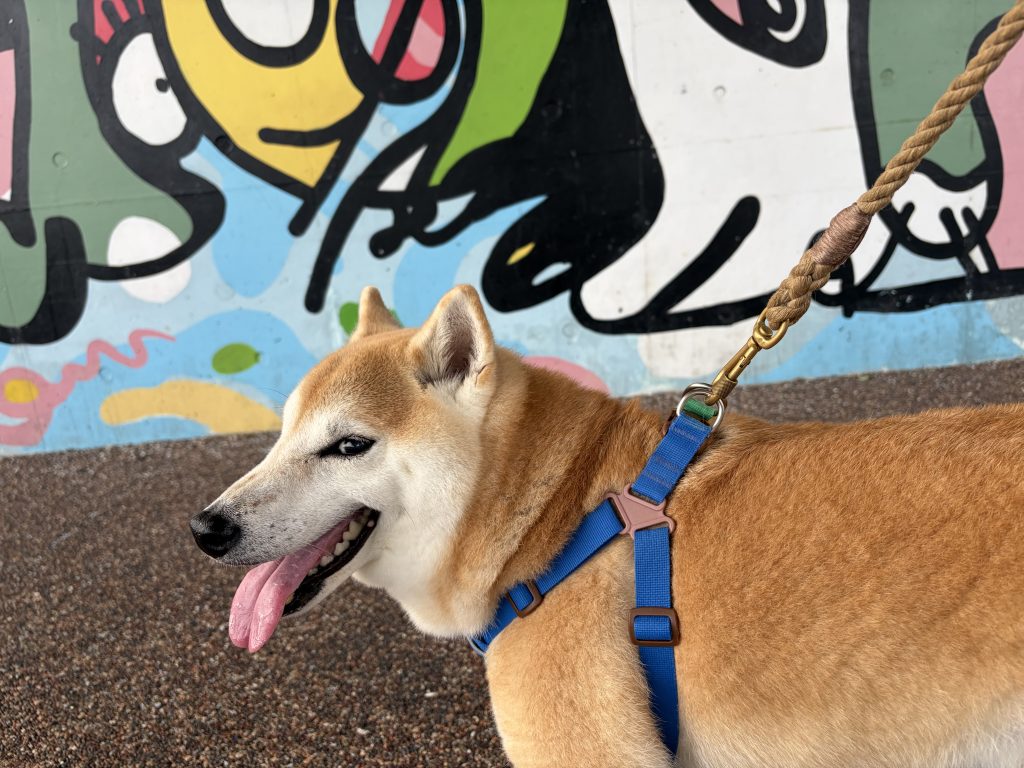 嬉しそうな柴犬
