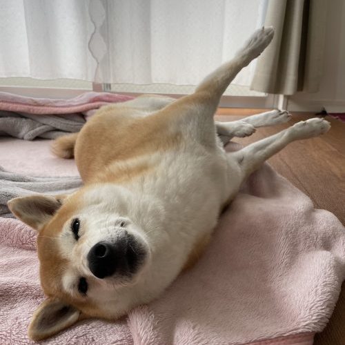 仰向けの柴犬