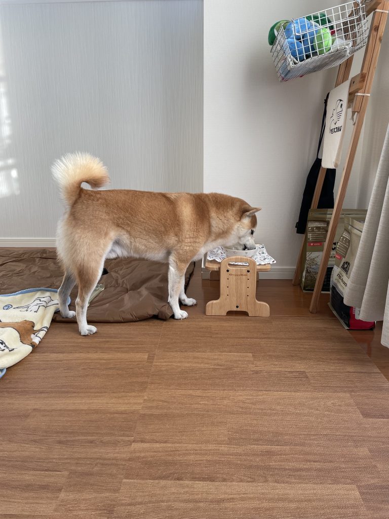 ドッグフードを食べる犬