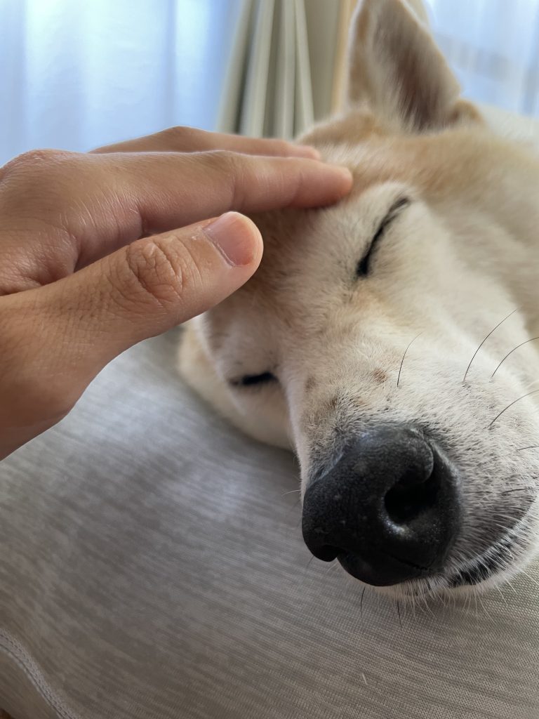 寝ている柴犬